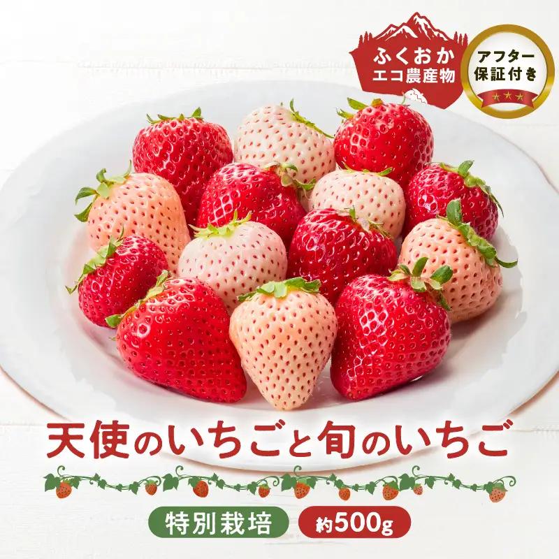 特別栽培 白いちご 天使のいちごと旬のいちご詰め合わせ紅白セット （ふくおかエコ農産物） 約500g _ 旬 いちご 詰め合わせ 紅白セット 2パック入り 約 500g ふくおかエコ農産物 旬のいちご 食べ比べ ギフト用 久留米市産 天使のいちご あまおう 恋みのり かおりの 紅ほっぺ よつぼし すず あまえくぼ お取り寄せ 福岡県 久留米市 送料無料  〔Fi113〕