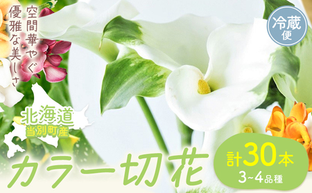 [1.5-286] カラー 切花 30本（3～4品種）四季農場《8月上旬-10月末頃出荷》北海道 当別町 花 お花 はな カラー 切り花 冷蔵便 北海道産 当別町産 インテリア
