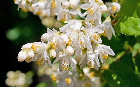 国産 雪見草はちみつ 520g | 養蜂家 齊藤兄弟 Bee concierge ビーコンシェルジュ 雪見草 ゆきみそう ユキミソウ 雪 はちみつ 蜂蜜 ハチミツ 国産蜂蜜 雪見草蜂蜜 新鮮 国産 千