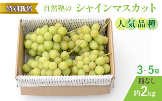 【2026年発送★先行予約】減農薬『特別栽培』 自然塾のシャインマスカット2kg 207-001-26y