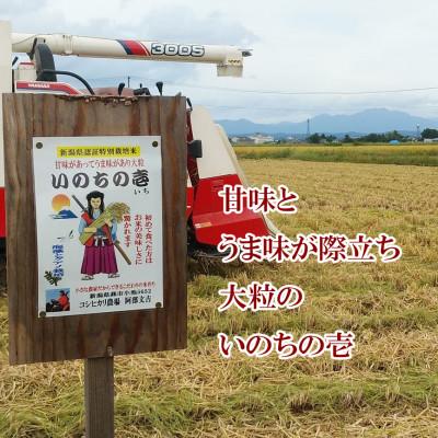 ふるさと納税 燕市 【7年産新米先行予約】大粒で甘味とうま味が際立つ「いのちの壱」精米5kg |  | 02