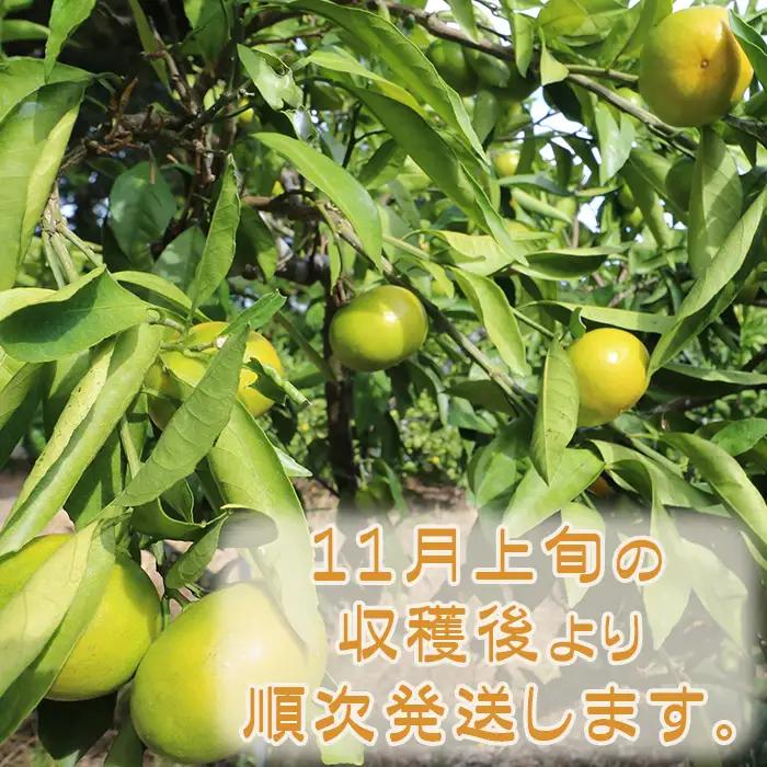 【鴨川の柑橘】じゅわっと甘い 極早生 温州みかん『ゆら早生』５kg 《数量限定》《先行予約》《10月発送》みかん 早生みかん 国産 産地直送 甘い 果汁 薄皮 小粒 濃厚 初物 旬 フルーツ 果物 鴨