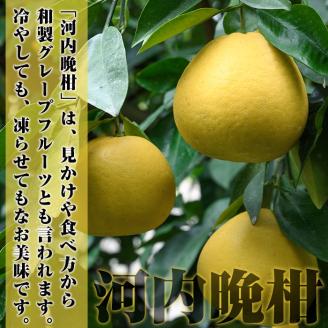 ＜先行予約受付中！2025年3月中旬以降発送予定＞数量限定！まなべみかん園の河内晩柑(約10kg)【有限会社まなべみかん園】a-14-5