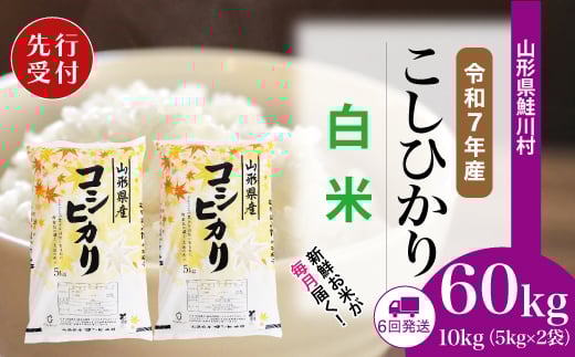 ＜令和7年産米先行受付＞ 鮭川村 コシヒカリ 【白米】 定期便 60kg （10kg×1ヶ月間隔で6回お届け）＜配送時期選べます＞