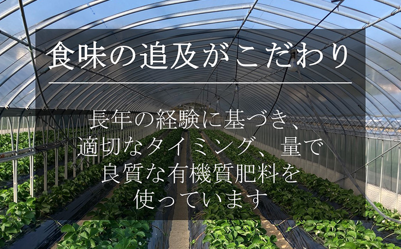 訳ありバラ詰めいちご(紅ほっぺ) 900g以上×2箱・O048-15 /オオダケイチゴ