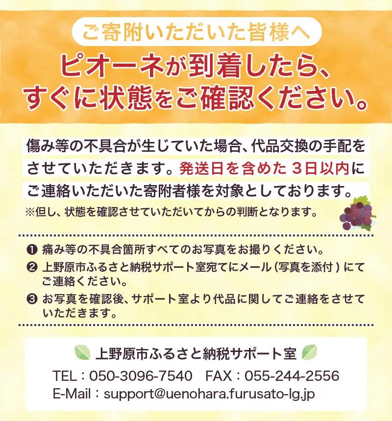【山梨県山梨市産】ピオーネ 約2kg 種なしピオーネ ぶどう