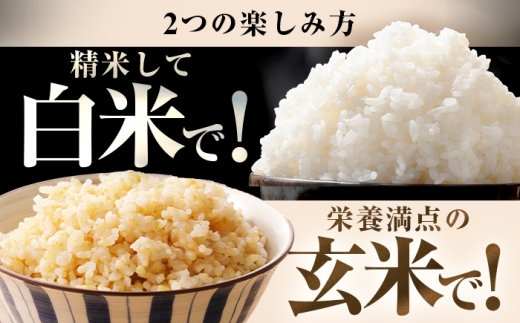 【10月発送】 福井県産 コシヒカリ 玄米 10kg 一等級 /甘みと粘りが自慢 王道米 こしひかり 小浜市 / 若狭ふれいあい市場 [BFEL011]