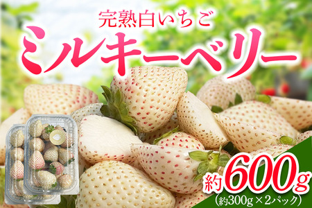 [先行予約] 日光産 白いちご「ミルキーベリー」約300g×2パック 計約600g [2026年1月中旬から順次発送]｜ミルキーベリー いちご イチゴ 苺 果物 フルーツ 日光産 栃木県産 期間限定 数量限定 [0676]