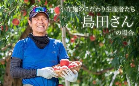 季節の桃 約3kg 7～12玉［ おぶせファーマーズ ］桃 もも モモ ピーチ フルーツ 果物 たまき なつき あかつき 川中島白鳳 なつっこ 川中島白桃 黄金桃 だて白桃 先行予約 長野県産 信州産