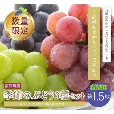 Z20-03 寄附額改定↓↓ 【2026年発送】《予約受付》 季節のぶどう3種セット 約1.5kg シャインマスカット ピオーネ クイーンニーナ ナガノパープル バイオレットキング マイハート マスカ・サーティーン マスカット・ノワール スカーレット 天晴 瀬戸ジャイアンツ