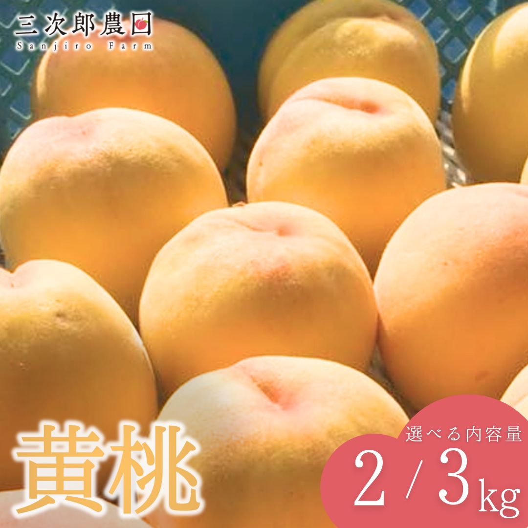 【ふるさと納税】先行予約 黄桃 約2kg・約3kg 選べる [8月下旬から発送予定] 令和7年度 贈答用 新潟県三条市産 桃（黄桃） [三次郎農園] 【010S128】