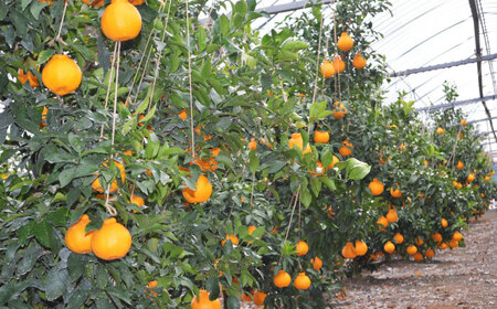 【先行予約】デコポン 3kg （7～10玉）化粧箱入り【鹿本農業協同組合】でこぽん 熊本県産 国産デコポン 柑橘 [ZAG006]