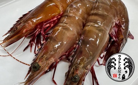 【沼島産】足赤エビ（クマエビ）200ℊ×3袋　◆配送11/1～2/28