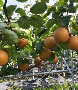 【糖度保証】阿部梨園の梨（3kg　メルシー箱）あきづき ※2026年9月～発送