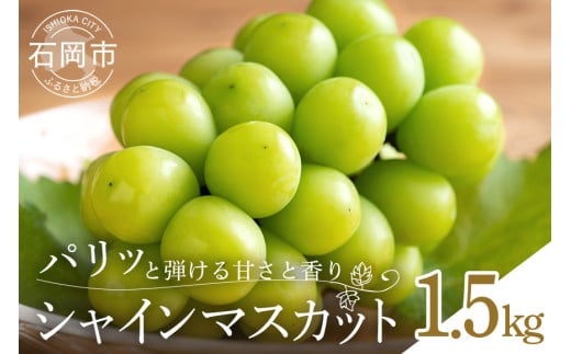 【 2025年 先行予約 】 シャインマスカット1.5kg 石田ぶどう園 3房 ～ 4房 種なし ぶどう ブドウ 国産 果物 くだもの 大粒 葡萄 種無し フルーツ 1.5キロ 9月 10月 発送 秋 旬 品種 茨城県産 産地直送 産直 農家直送 冷蔵 茨城県 石岡市 (A02-010)