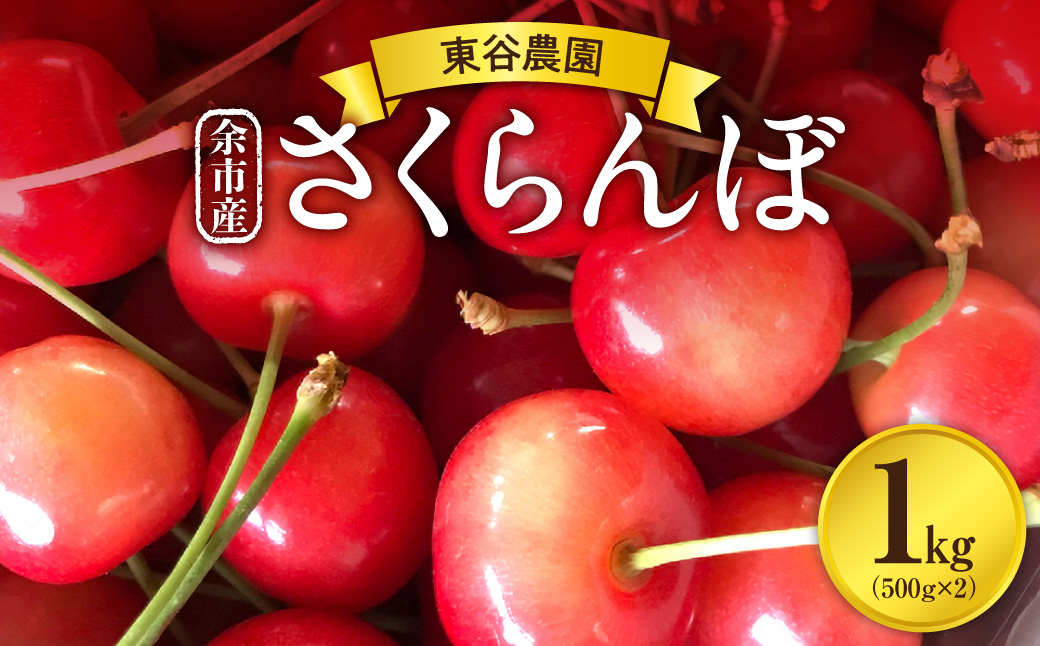 【先行予約：2027年初夏発送】さくらんぼ 毎年大好評！こだわりの東谷農園 余市産 さくらんぼ 1kg_Y037-0347
