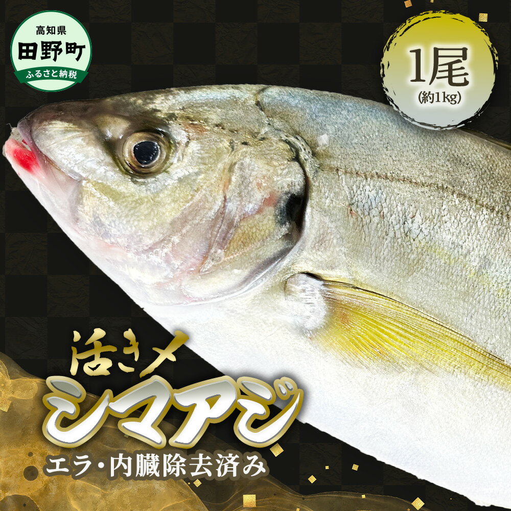 【ふるさと納税】～四国一小さなまち～ 活き〆天然縞鯵 約1kg 1尾（エラ・内臓除去済）活き締め 1キロ あじ アジ 刺身 なめろう お寿司 アジフライ 南蛮漬け 新鮮 魚 海鮮 国産 お取り寄せ 天然 おかず 和食 冷蔵 配送 故郷納税 ふるさとのうぜい 高知県 高知 田野町 返礼品