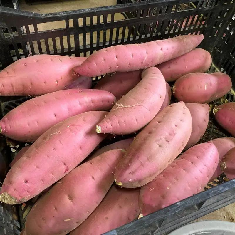 【2026年11月上旬から順次発送】訳ありさつまいも 紅はるか5kg サツマイモ