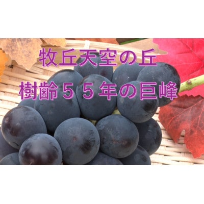 【2026年先行受付】2026年9月下旬発送「幻の牧丘天空の丘キング巨峰」 約1kg(2～3房)【配送不可地域：離島・沖縄県】