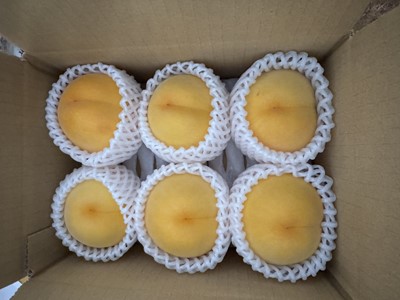 担当者おすすめ「味覚の里なかがわ」の採れたてくだもの【農家直送】於利屋荒井農園の桃（つきあかり）約1.5Ｋｇ