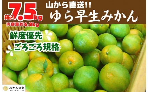 
ゆら早生 みかん 山から直送 箱込 7.5kg ( 内容量 6.8kg ) 採れたてそのままごろごろ規格 有田みかん 和歌山県産 【みかんの会】
