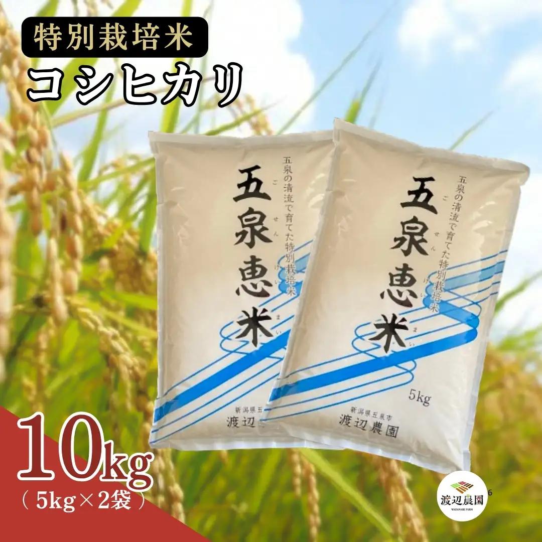 令和7年産 コシヒカリ 10kg(5kg×2袋) 特別栽培米 五泉恵米 こしひかり | 新潟県 五泉市 コシヒカリ