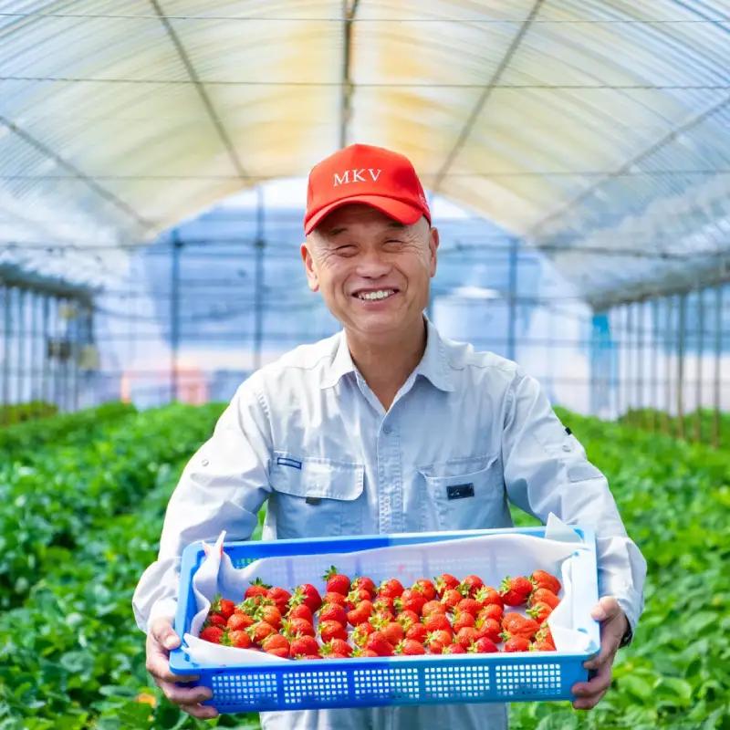 【先行予約／2027年出荷】福岡県産 あまおう 数量限定 合計約1400g 約280g×5パック  いちご フルーツ  2S1