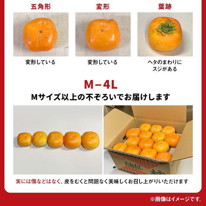 ［2026年10月上旬以降発送］◆先行予約◆ 和歌山県産 平核無柿＜ご家庭用＞約7.5kg 満杯詰め  柿 種無し たねなし ひらたね 訳あり ［MG87］ AB96156_イメージ4