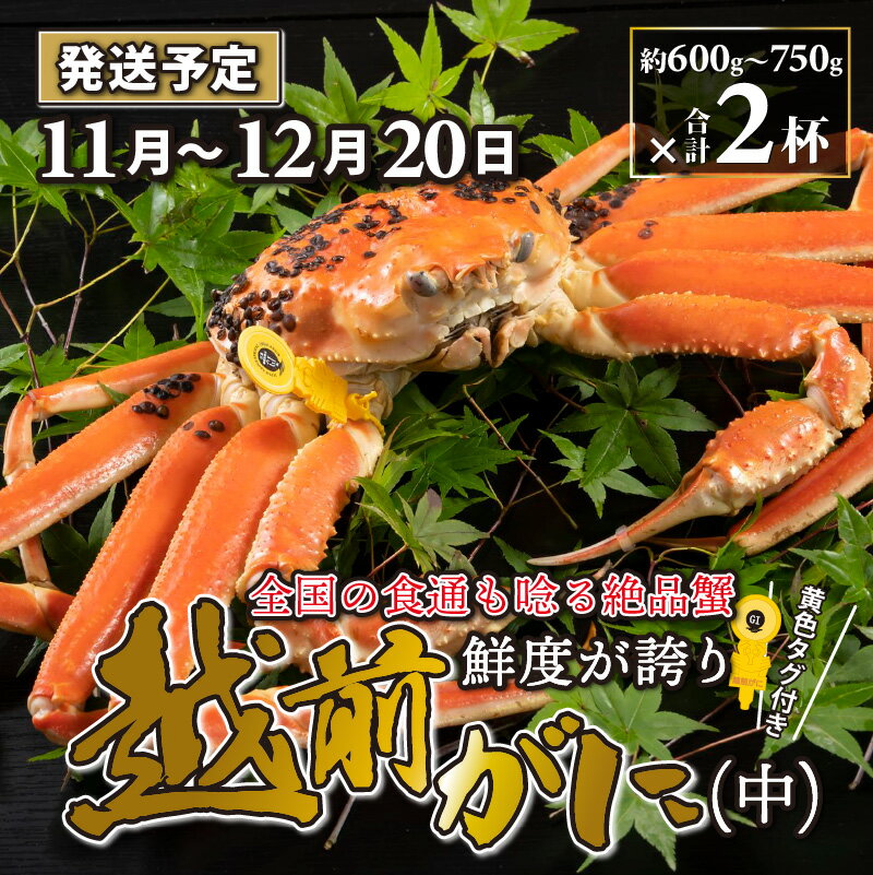 【ふるさと納税】越前がに 中 （約600g～750g） 2杯【順次発送中】 / 雄 ズワイガニ ずわいがに ズワイ蟹 越前ガニ ボイル 冷蔵 ご自宅用 カニ しゃぶしゃぶ 海鮮 カニすき カニ鍋 カニしゃぶ かに 国産 南越前町 送料無料