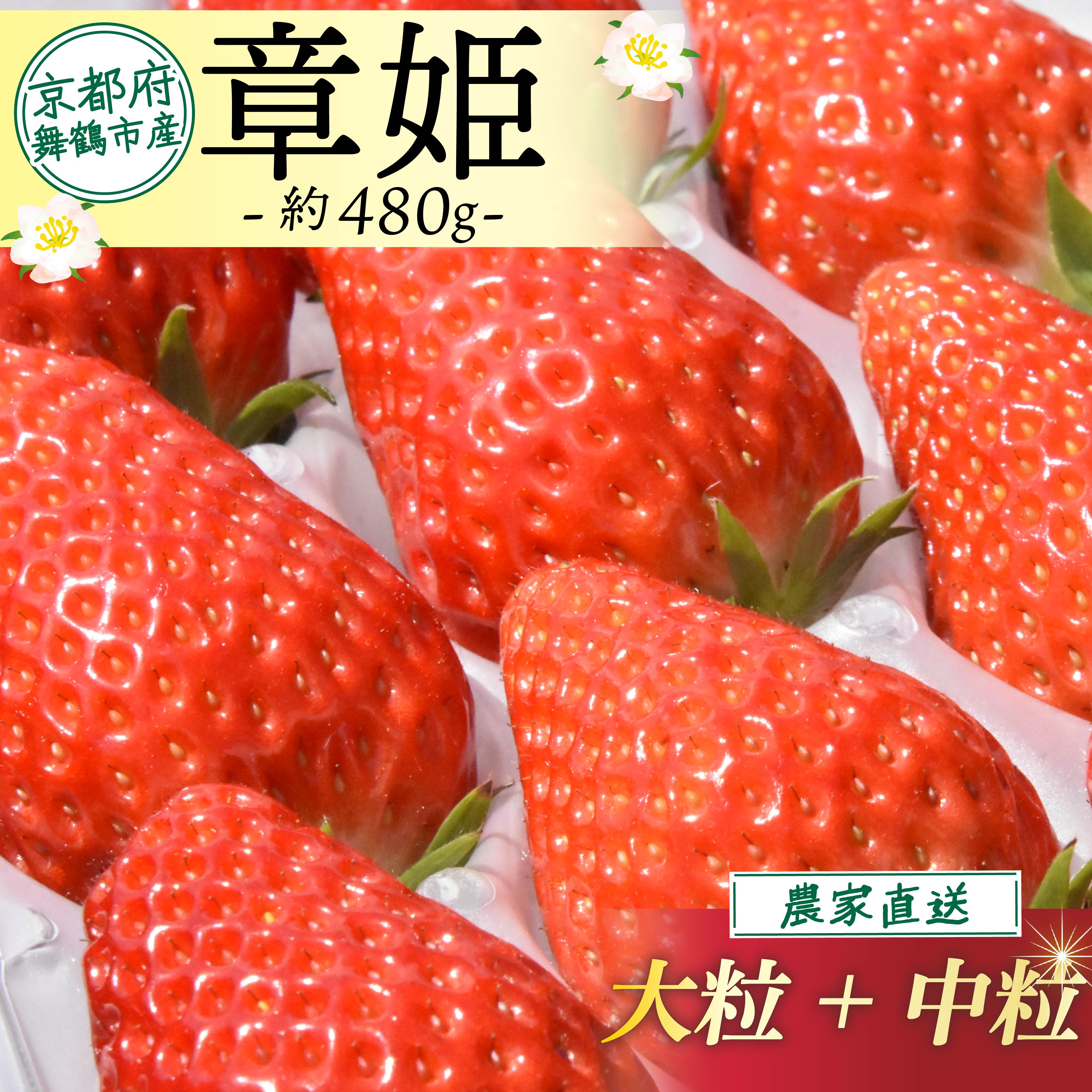 【ふるさと納税】 【2026年1月中旬以降発送】 いちご 章姫 480g前後 ( 大粒 + 中粒 ) 苺 イチゴ 果物 フルーツ 箱入り 完熟 真っ赤 おいしい 甘い 評判 農家直送 産地直送 鮮度 抜群 好評 人気 ハウス栽培 あきひめ 大きめ 舞鶴 京都 嵯峨根農園