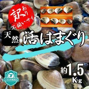 (( 訳あり ))　天然活はまぐり約1.5kg【配送不可地域：離島・沖縄県】【1465117】