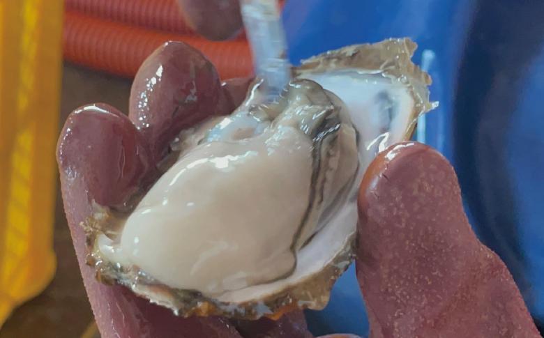 北海道サロマ湖産わたゆき牡蠣（むき身）1kg　（生食用）