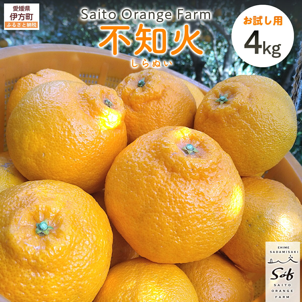 【ふるさと納税】【先行予約】【お試し！】Saito Orange Farmの不知火4kg （2026年2月下旬頃より順次発送） 【 ふるさと納税 人気 おすすめ みかん 蜜柑 柑橘 不知火 しらぬい フルーツ 果物 お試し 西宇和 Saito Orange Farm 愛媛県 伊方町 送料無料 】 IKTAQ014