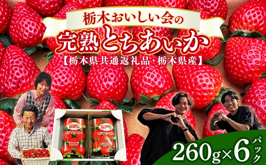 
                  栃木おいしい会のいちご（とちあいか）260g×6パック（1560g）｜栃木県共通返礼品 栃木県産 ※2027年1月～発送
                