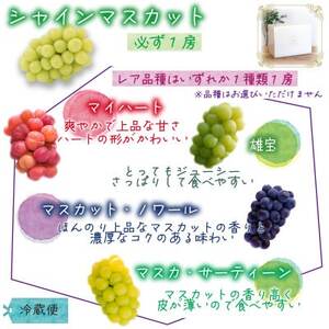 岡山　花笑み農園『園主おすすめぶどう2種セット』～シャインの親子セット～　2M-1SR　9月中下旬～【配送不可地域：離島】【1629367】