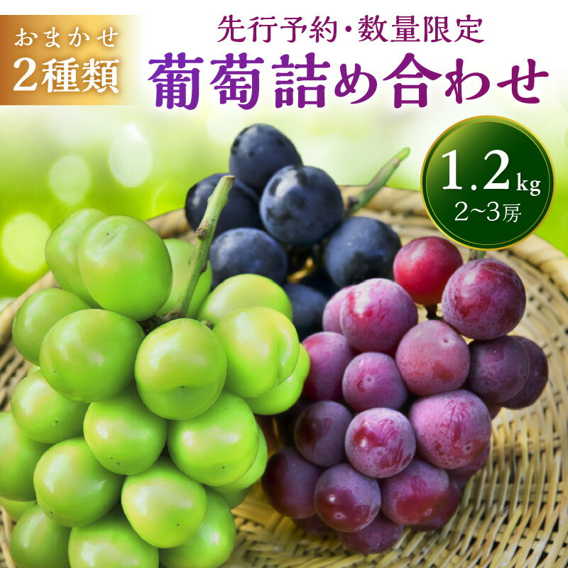 【ふるさと納税】【先行予約／数量限定100】葡萄詰め合わせ 1.2kg（2～3房入り）（2025年8月下旬～10月下旬） 果物 フルーツ ぶどう マスカット 2種類 おまかせ セレクト 旬 ふるさと納税 フルーツ ふるさと納税 ぶどう ブドウ 詰め合わせ 巨峰種