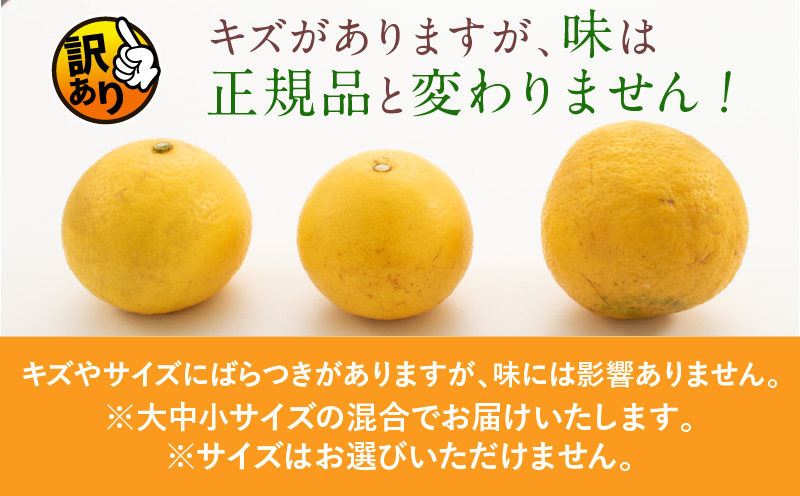 先行予約 訳あり 数量限定 海藻木酢 日向夏 小夏 計4kg以上 傷み補償分付き 期間限定 フルーツ 果物 くだもの 柑橘 みかん 訳アリ 国産 食品 デザート おやつ おすそ分け おすすめ ご家庭用