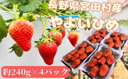 宮田村産　ウエストファームのいちご　やよいひめ　約240g×4パック（ 果物 フルーツ 上伊那 長野 信州 産地直送  新鮮 甘い 甘酸っぱい お取り寄せ 人気 ギフト 贈答 お祝い プレゼント スイーツ デザート ビタミンC 限定 国産 日本産 ）