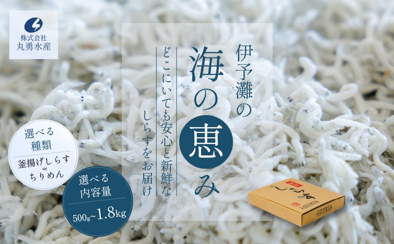 
                  選べる しらす ちりめん 500g ～ 1.8kg 訳あり 贈答用 | 冷凍 しらす ちりめんじゃこ しらす干し ごはんのお供 おつまみ 酒の肴 便利 簡単調理 おかず 惣菜 しらす丼 グルメ 食品 魚 魚介 海鮮 シラス 贈答 ギフト  愛媛県 松前町
                