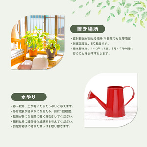 【観葉植物】ソテツ 60cm～80cm (Green Base/IB003-050) 南国鹿児島県で育った 観葉植物