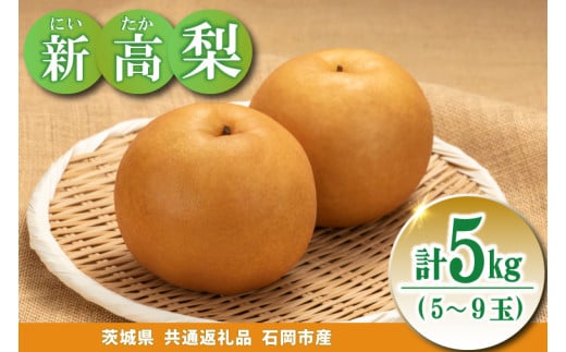 大玉梨　新高　5kg(5～9玉)県内共通返礼品石岡市産 (BR175)