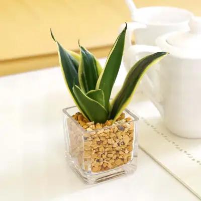 【観葉植物】土を使わないで清潔なミニ観葉植物 ゼオライト植え・ガラス鉢 キューブ形 2鉢セット（サンスベリア）【観葉植物 インテリア 部屋 おしゃれ 福岡県 筑前町 送料無料 AG050VC03】