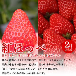 フルーツ 定期便 全3回 フルーツ定期便