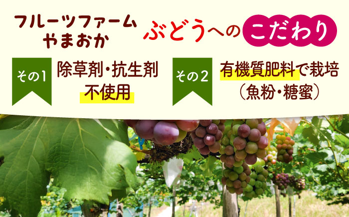種無しピオーネ2kg／ぶどう 種なし フルーツ くだもの 内子町【フルーツファームやまおか】 [BKCO001]