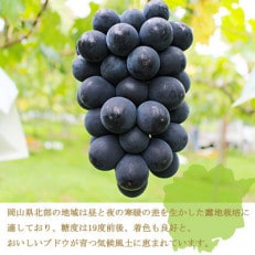 岡山県産　ブラックビート 1.5kg(3房～6房)