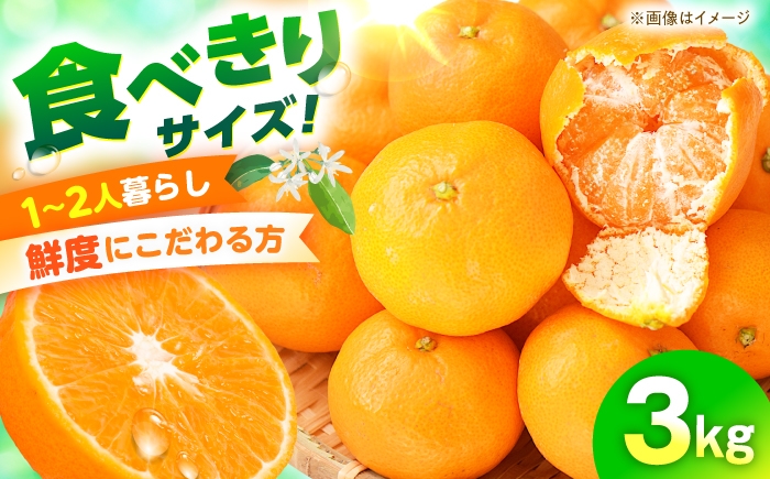 
                  みかん 食べきり量3kg 温州みかん/ みかん ミカン 蜜柑 甘い フルーツ 果物 みかん ミカン 蜜柑 フルーツ 果物 みかん くだもの柑橘 旬 果実 甘味 酸味 甘い mikan 産地直送 農家直送 数量限定 国産 ミカン ご当地 お返し ミカン 贈り物 人気 / 大村市 おおむら夢ファームシュシュ [ACAA499]
                
