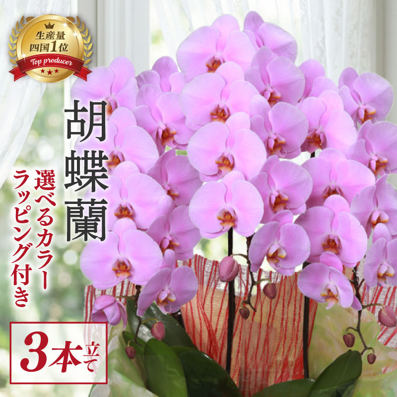 【ふるさと納税】 【指定日配送可】 胡蝶蘭 3本立て スタンダード ハイグレード ピンク 白 紅白 訳あり 贈答 贈り物 お祝い お花 花 はな 花束 鑑賞 鉢 栽培 園芸 ガーデニング 豪華 華 華やか 記念日 敬老 誕生日 プレゼント 開店祝い 開業祝い こちょうらん