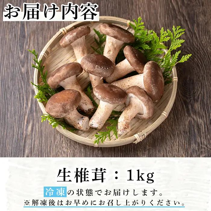 n327 生 椎茸 1kg 菌床栽培  国産 種子島 しいたけ 【えいぜっと】