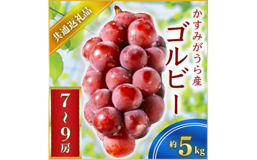 ゴルビー 約5kg 7～9房 ＜2026年9月上旬より順次発送＞ (県内共通返礼品:かすみがうら市産)  先行予約 ぶどう ブドウ 葡萄 フルーツ 茨城 新鮮 (BR063)