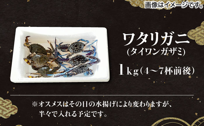 【先行予約】【2026年8月以降順次発送】豊前海産 タイワンガザミ 1kg (4〜7杯前後) オス メス セット 《築上町》【明青丸】 ワタリガニ 渡り蟹 蟹 カニ [ABCB002]